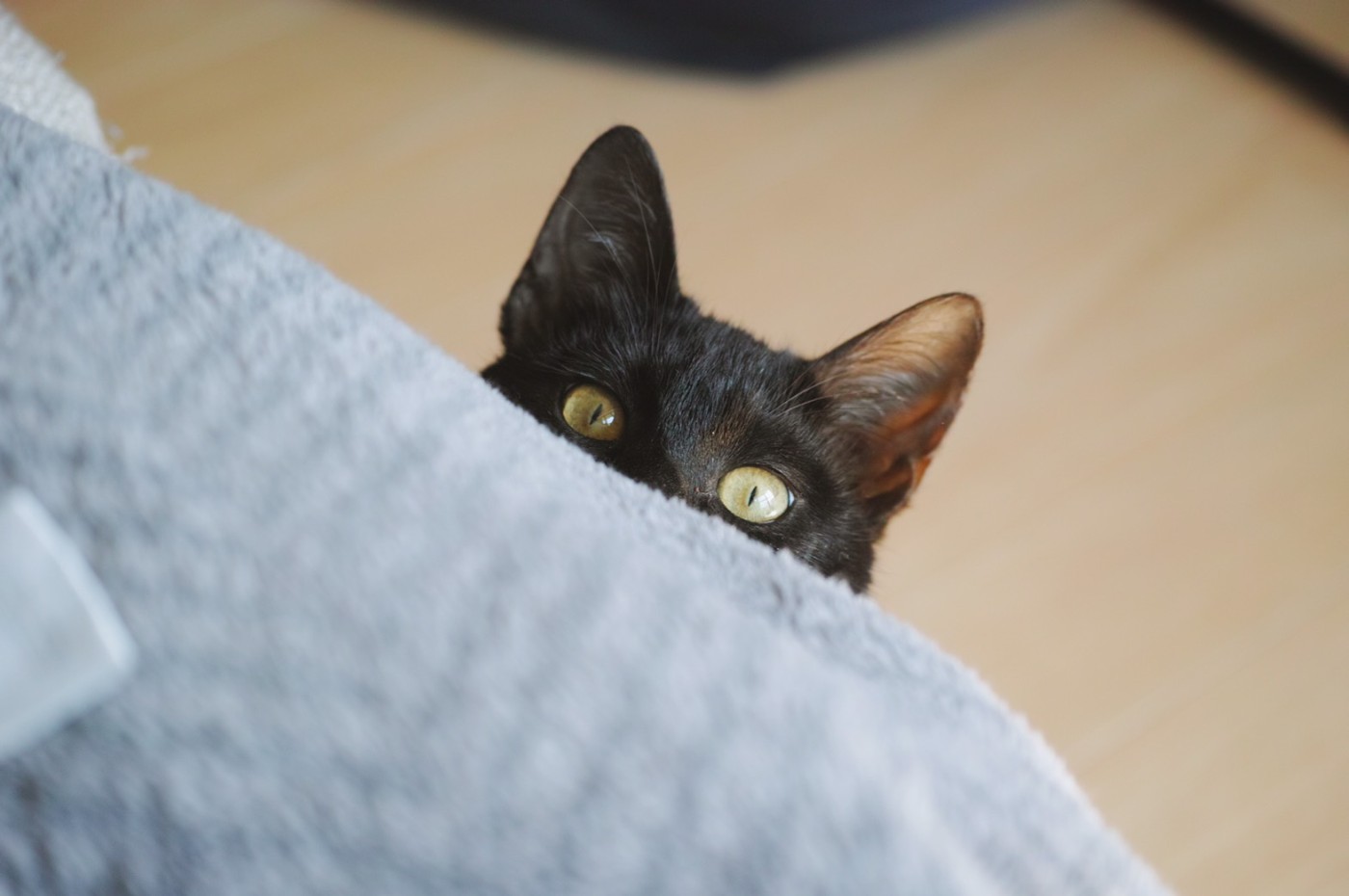 猫を拾ったのもこの頃