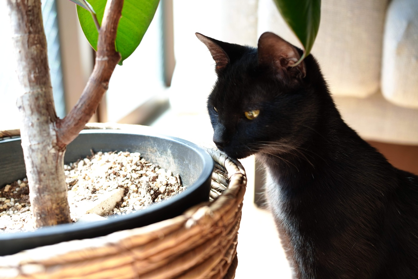 すくすく育つ猫