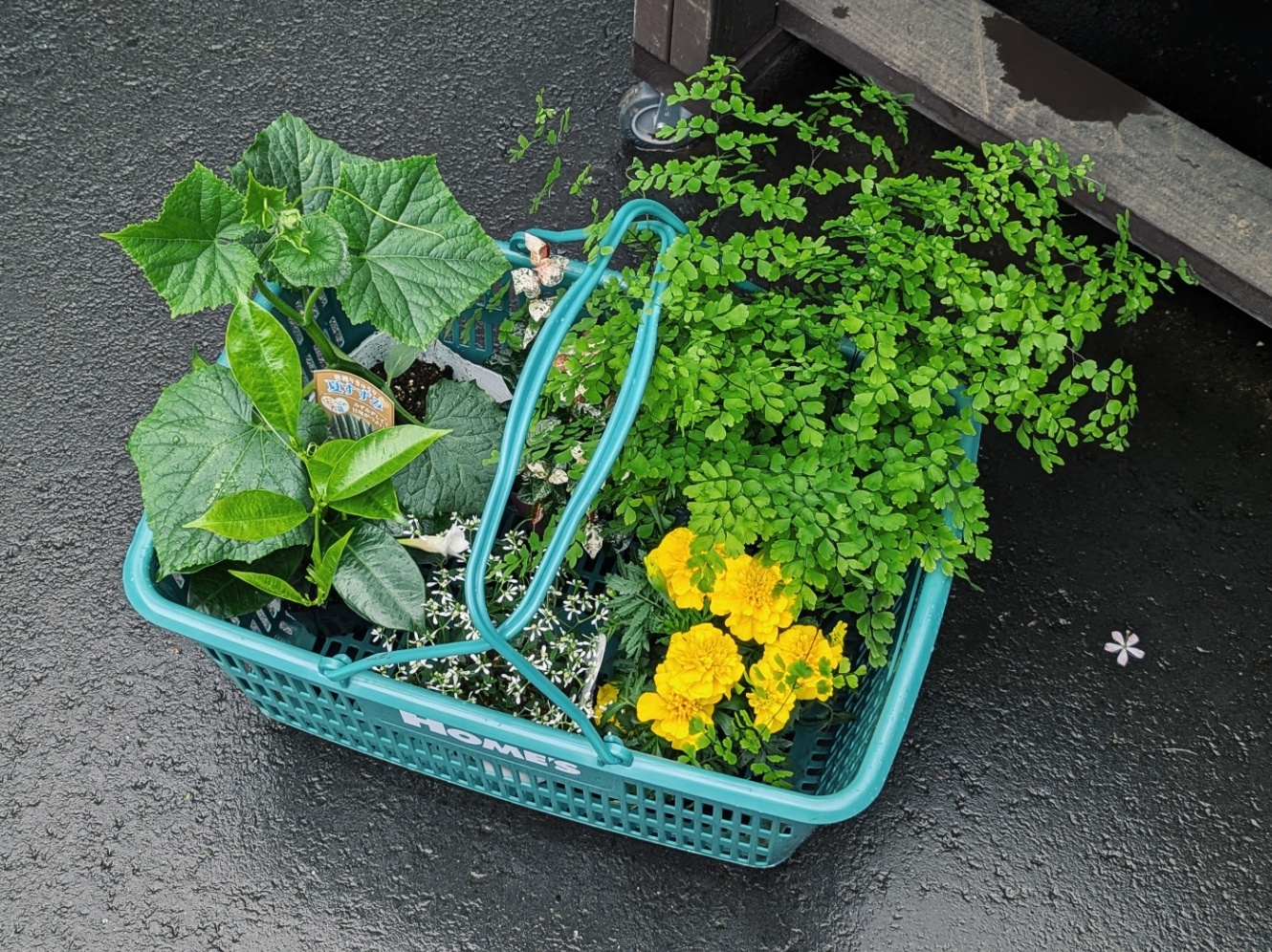 工事後に買った植物