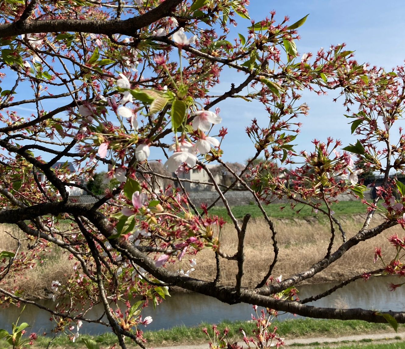 川べり、散りかけた桜の木