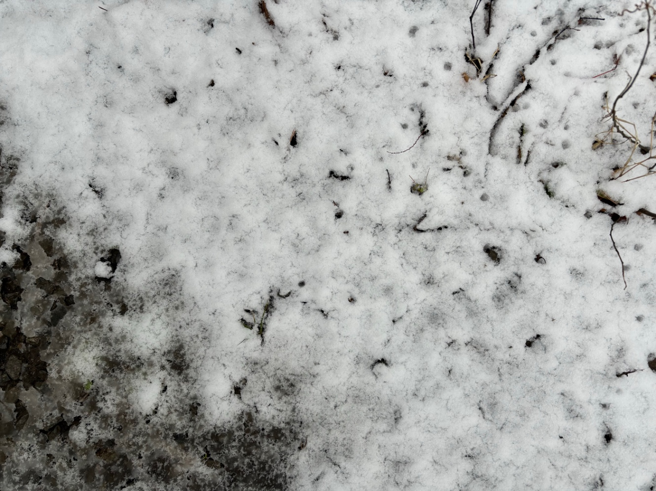 地面に積もった雪