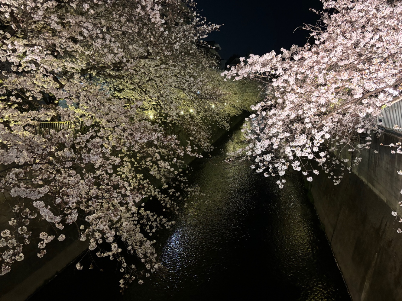 川に枝垂れる桜の枝　夜