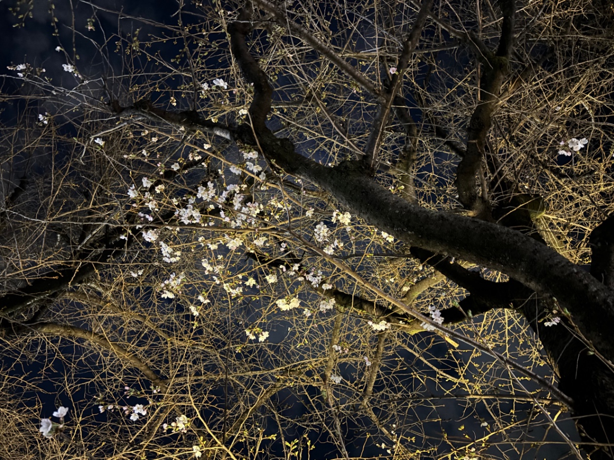 少し花をつけた桜の枝