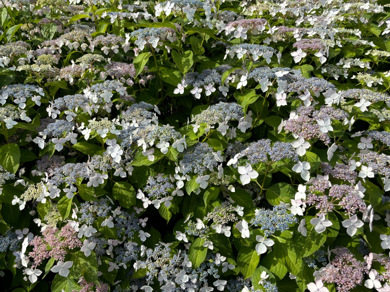 紫陽花の群生