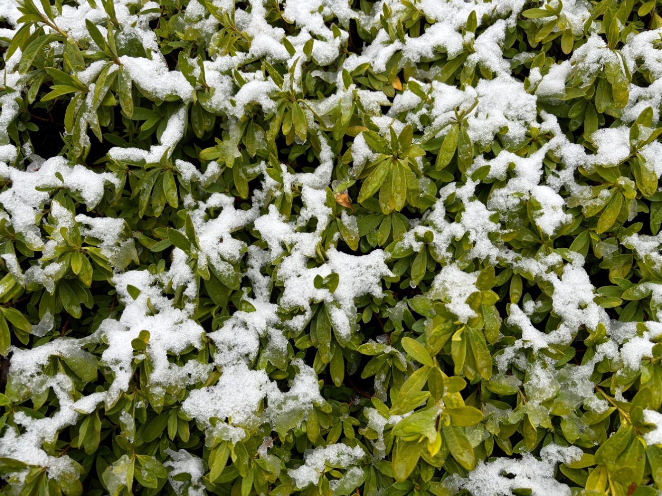 低木の上の雪