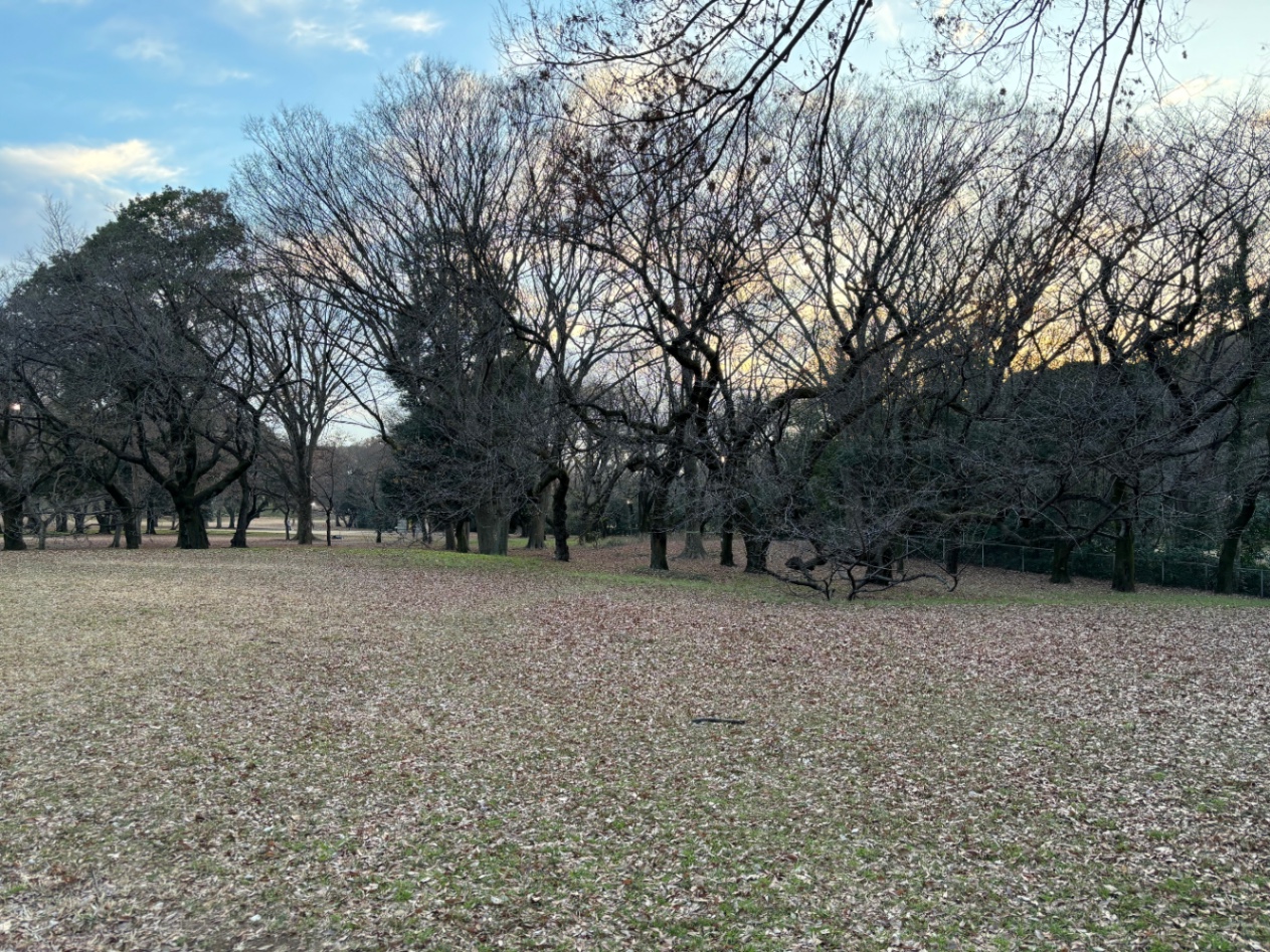 公園　芝生に敷き詰められた落ち葉と木