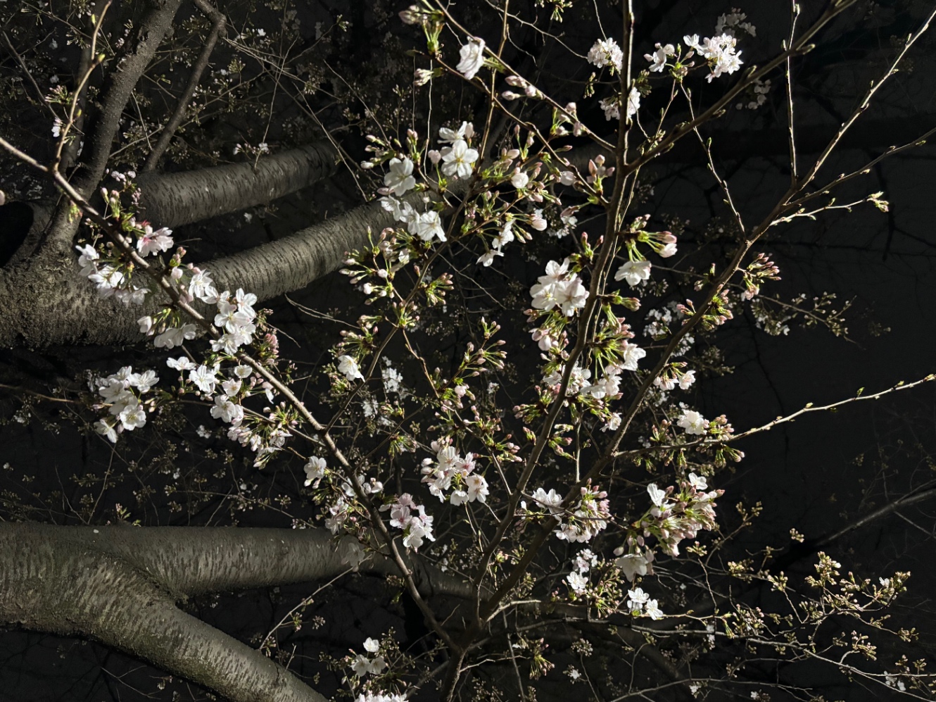 桜の木の枝　蕾と開いた花半々