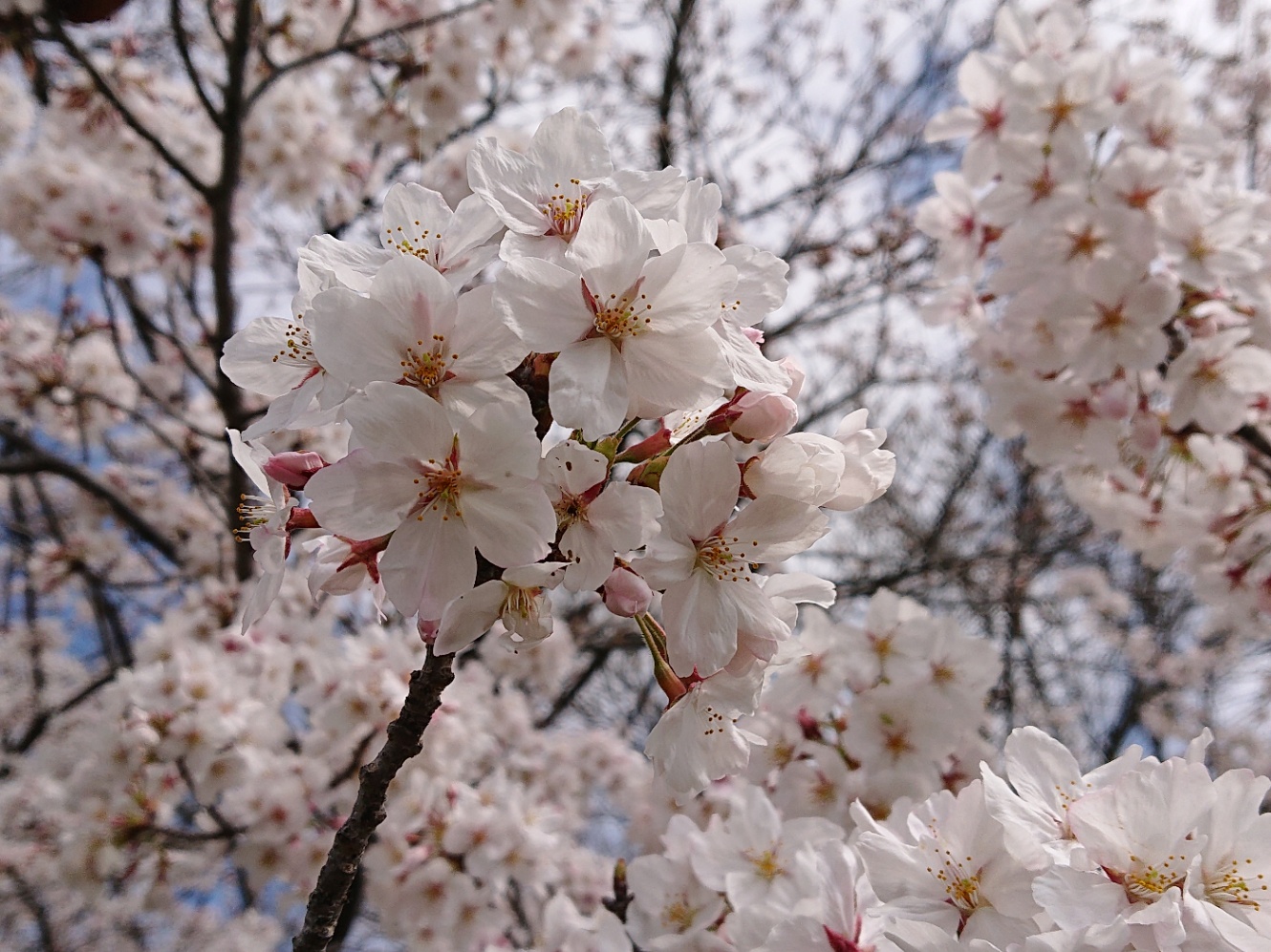 満開の桜