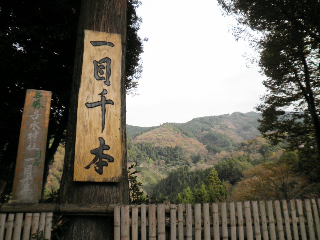 秋の吉水神社「一目千本」まだ紅葉は始まってない