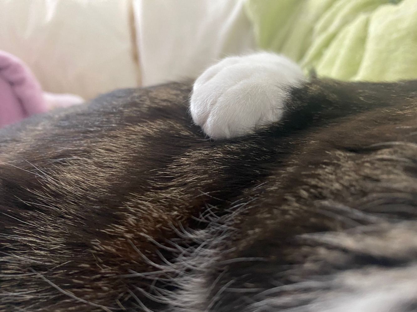 猫の体に乗る猫の手