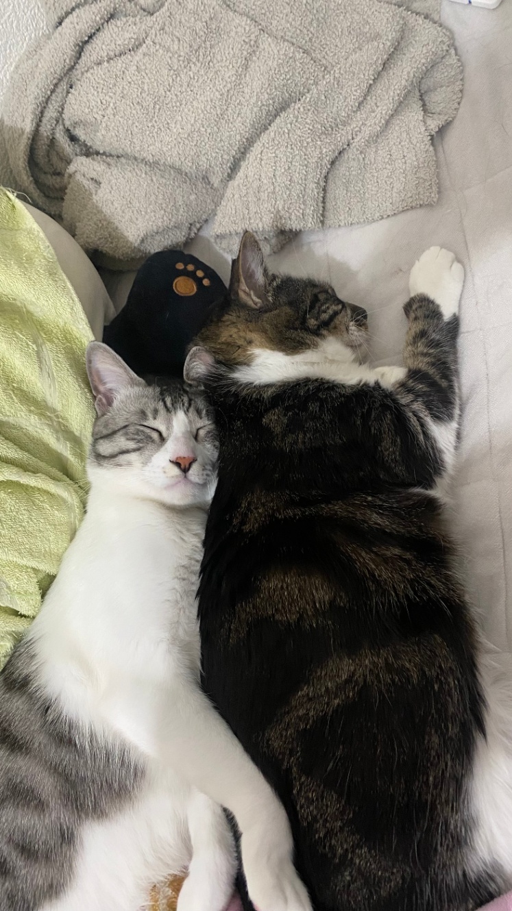 くっついて寝る猫