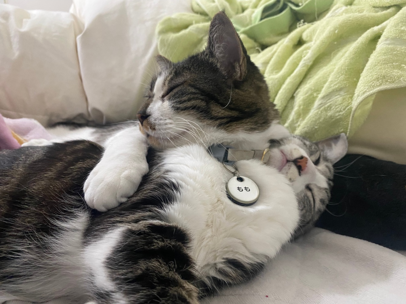 くっついて寝る猫