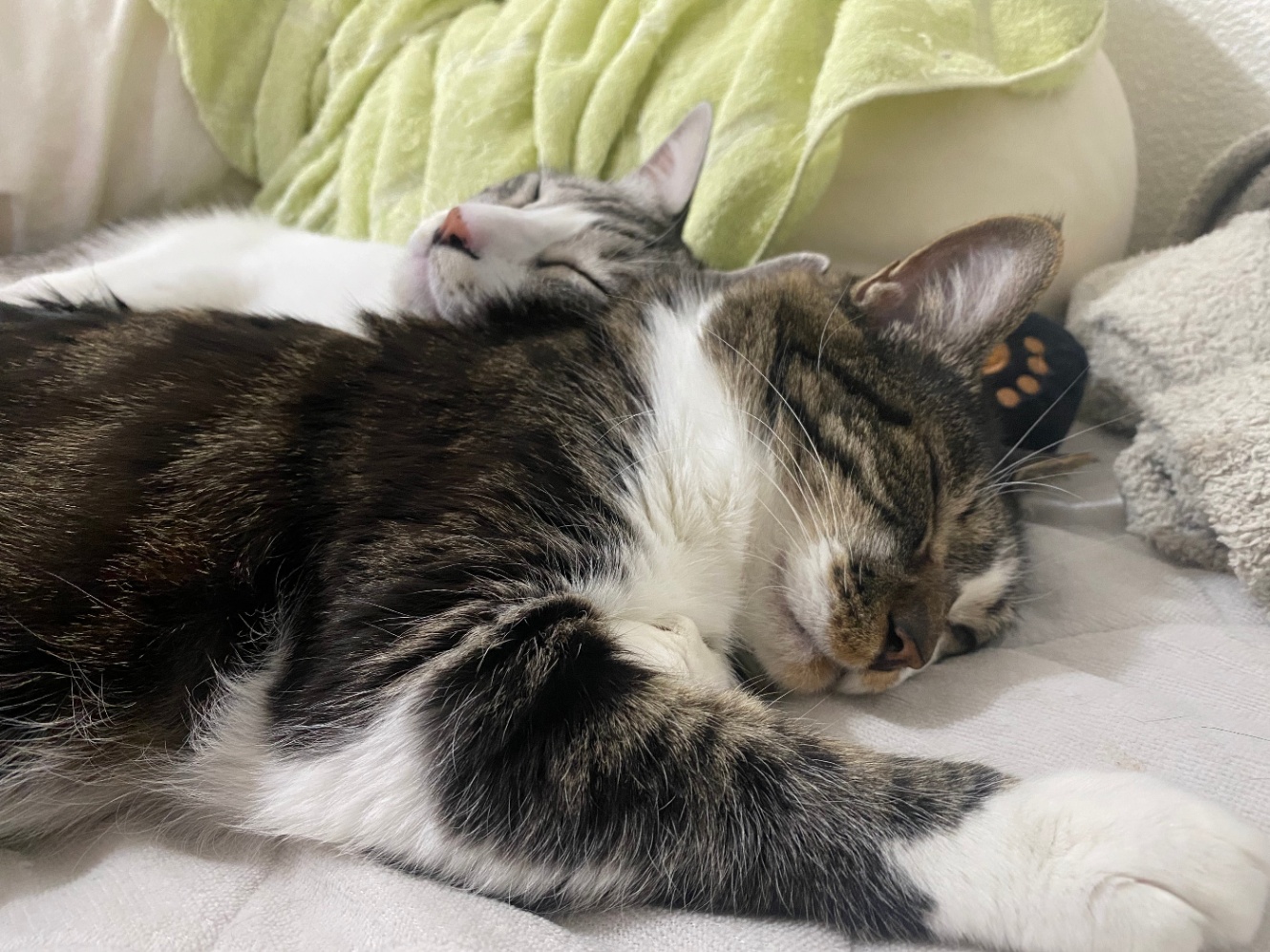 くっついて寝る猫