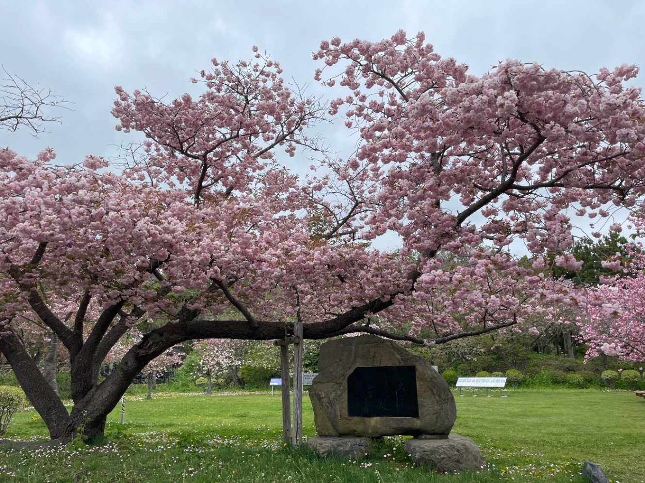 たぶん八重桜。石碑の上に咲いていた。