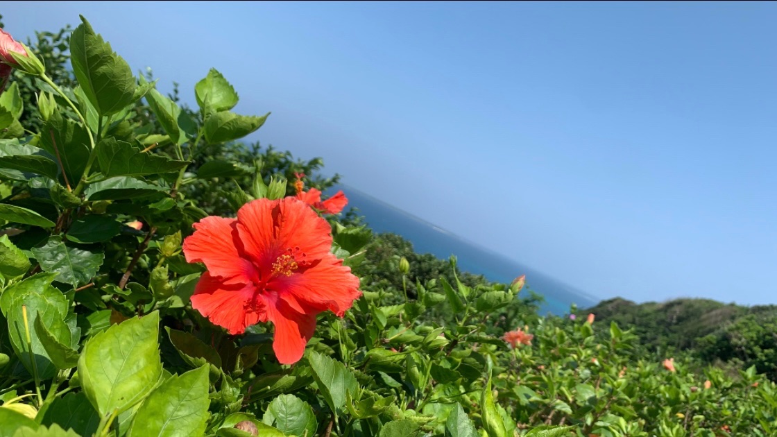 沖縄感のある花