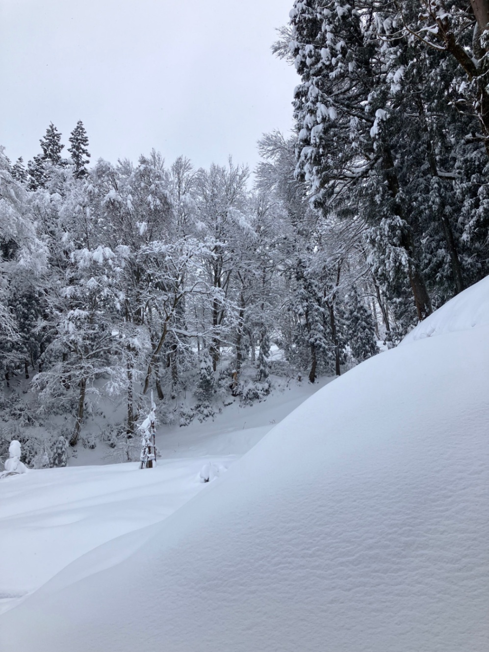 １月８日の雪景色