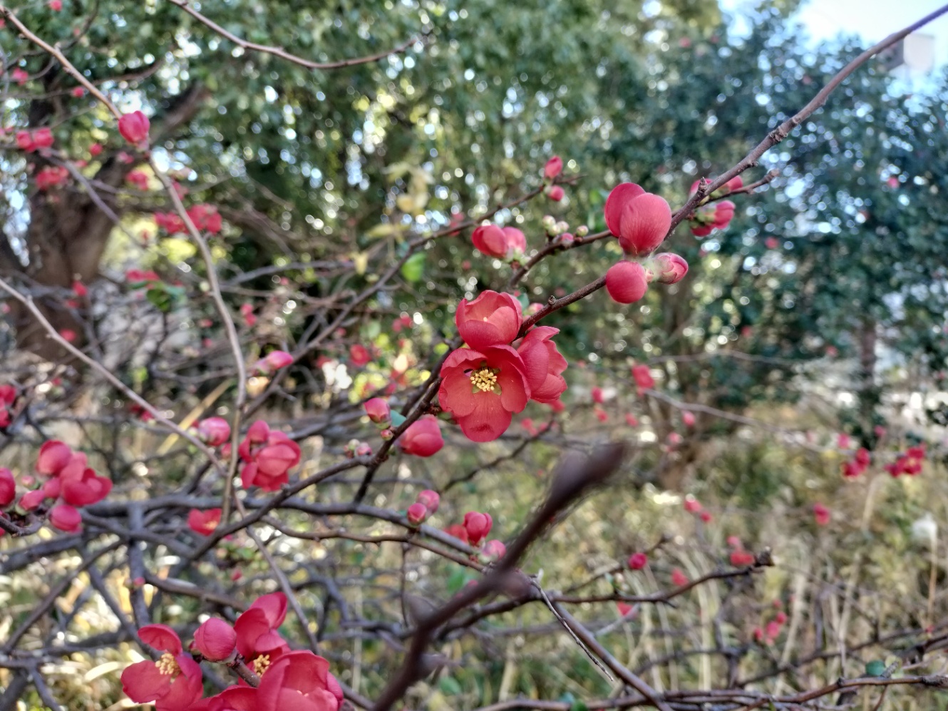 ボケの花