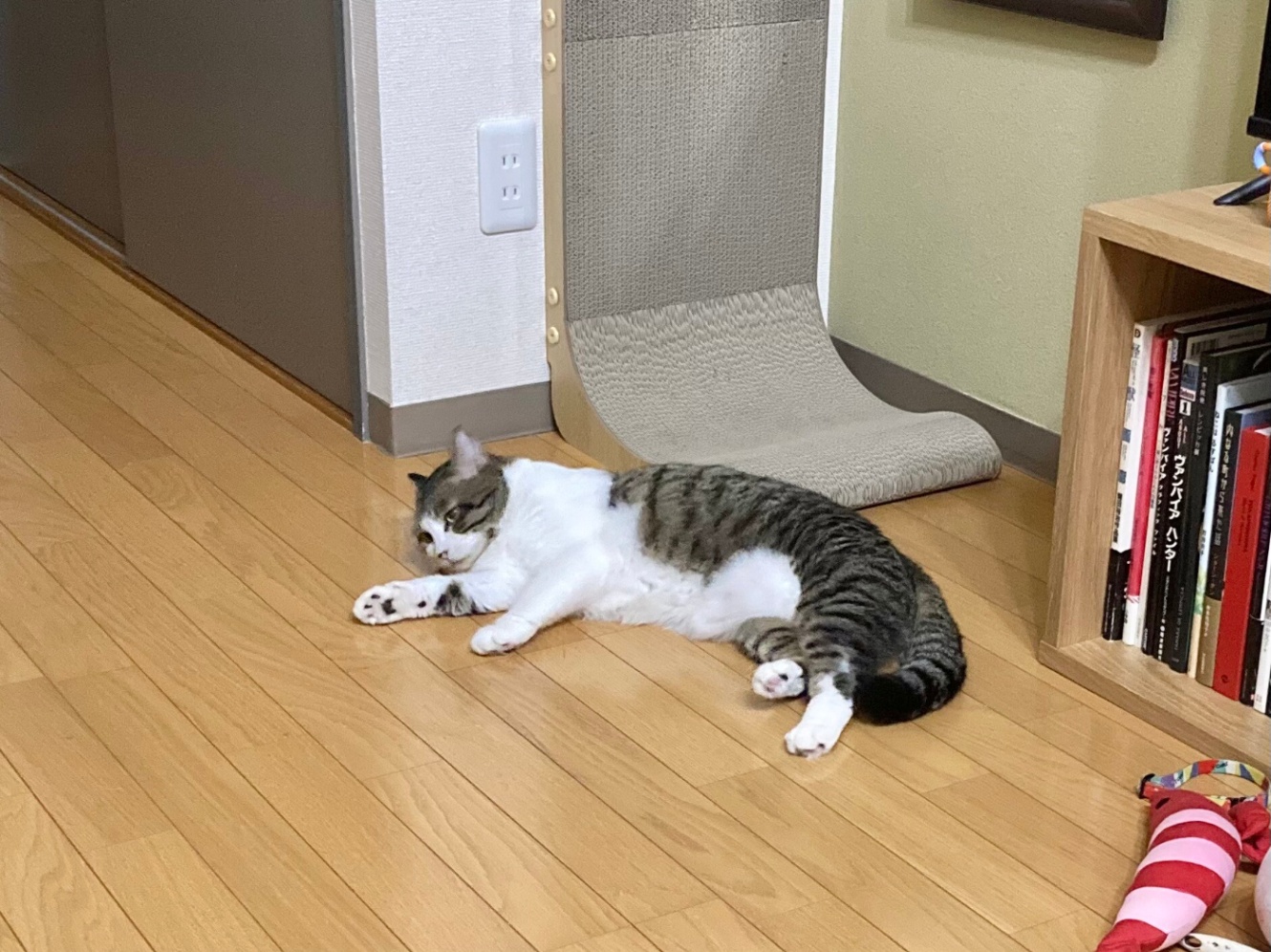 でっかい爪とぎの前で横になっている猫