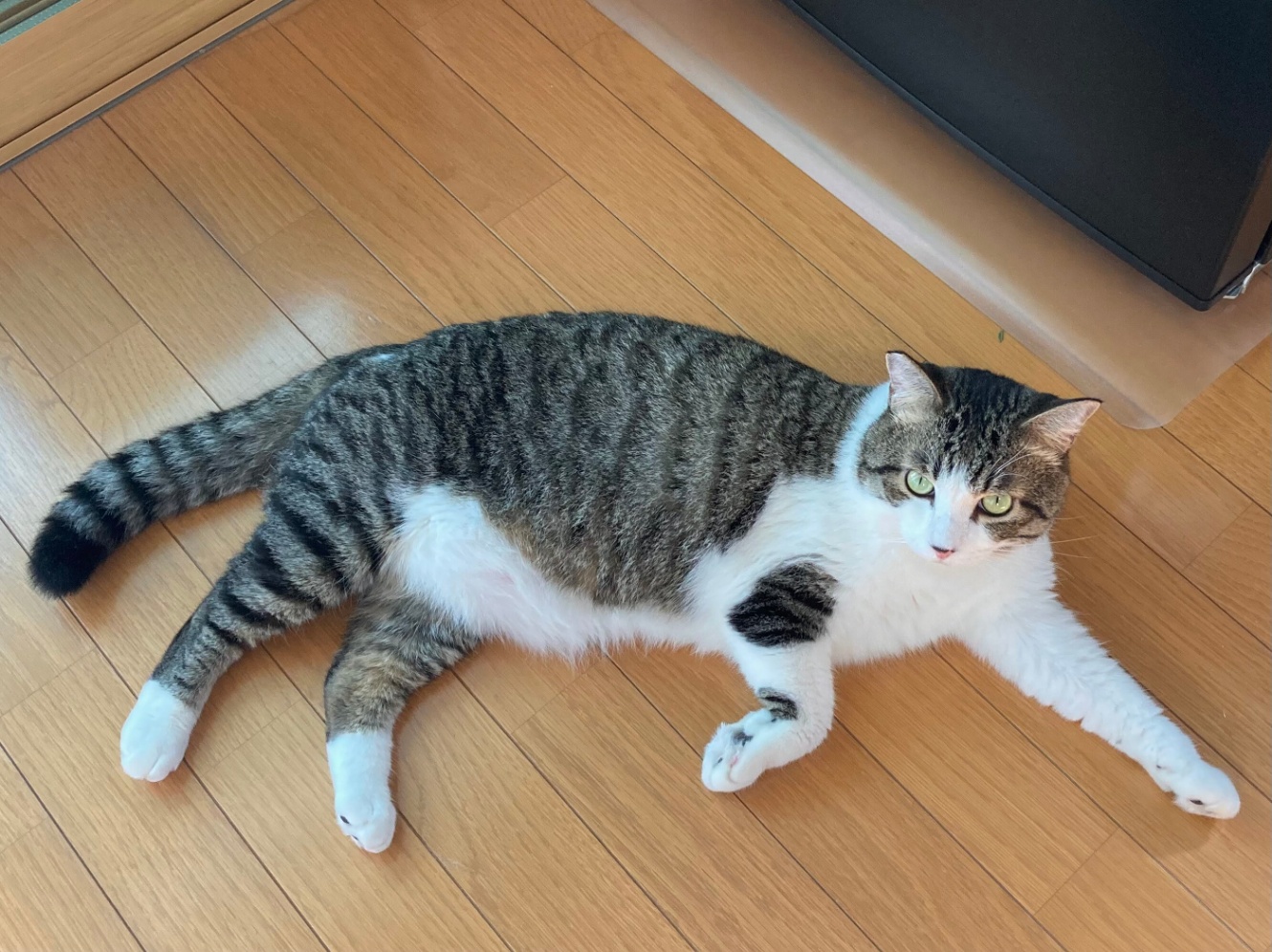 床にどどーんと伸びてるでかい猫