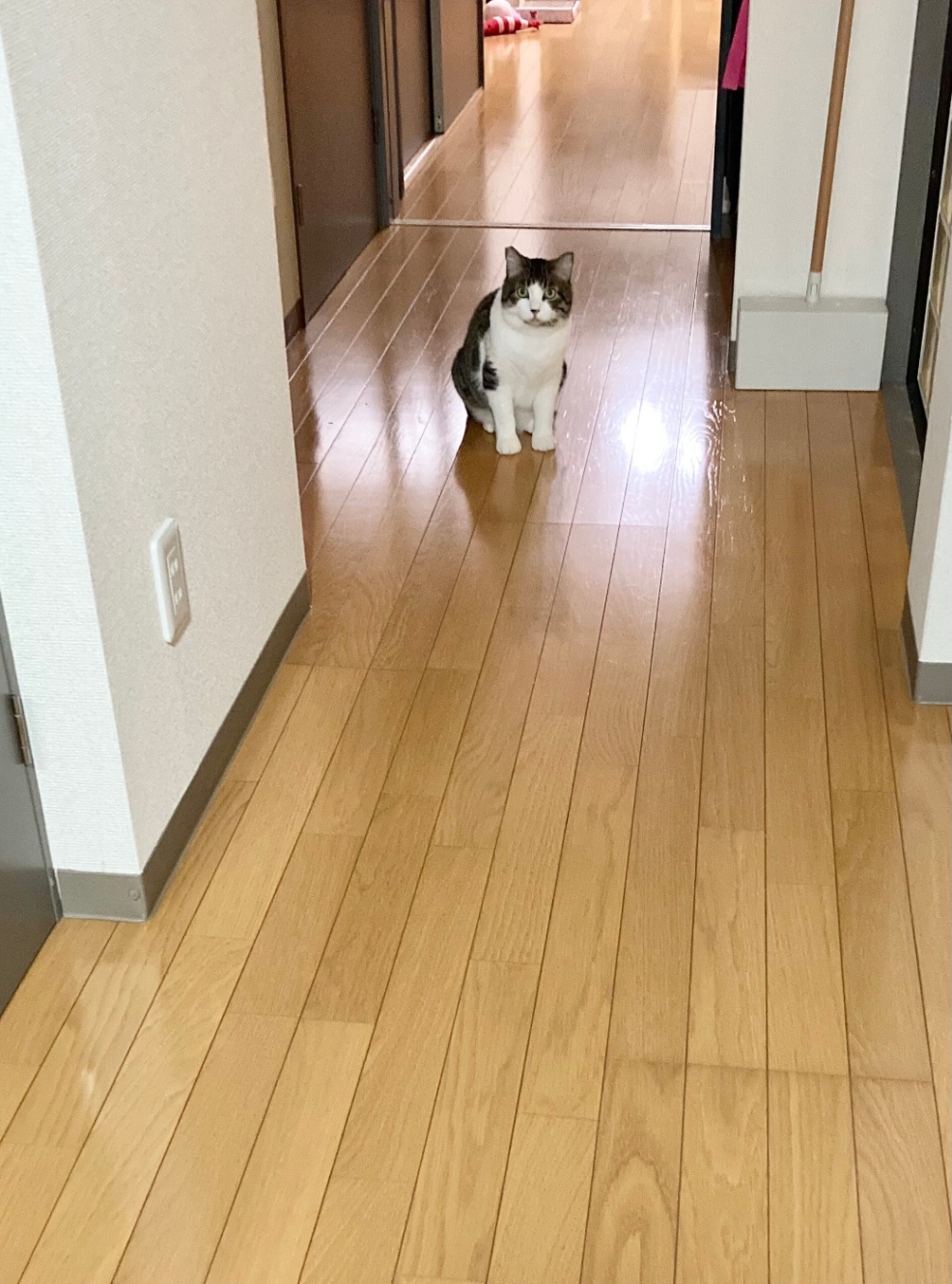 廊下の向こうからこちらを警戒している猫
