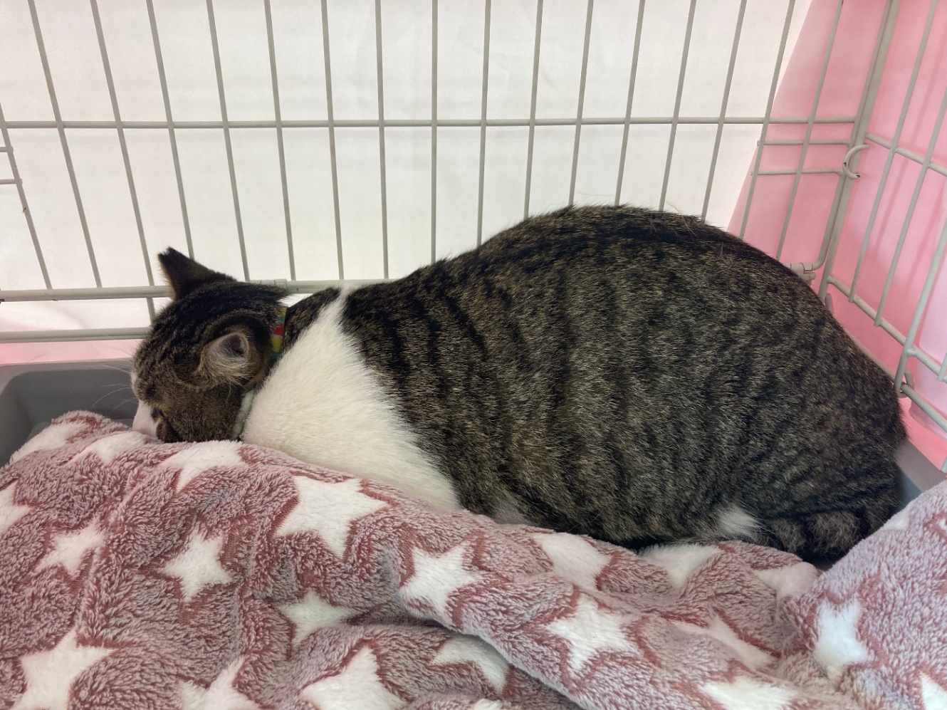 キジ白猫がケージの奥にギチ…と詰まっている