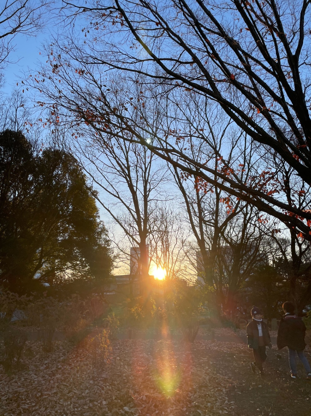 近所の公園の初日の出を添えて