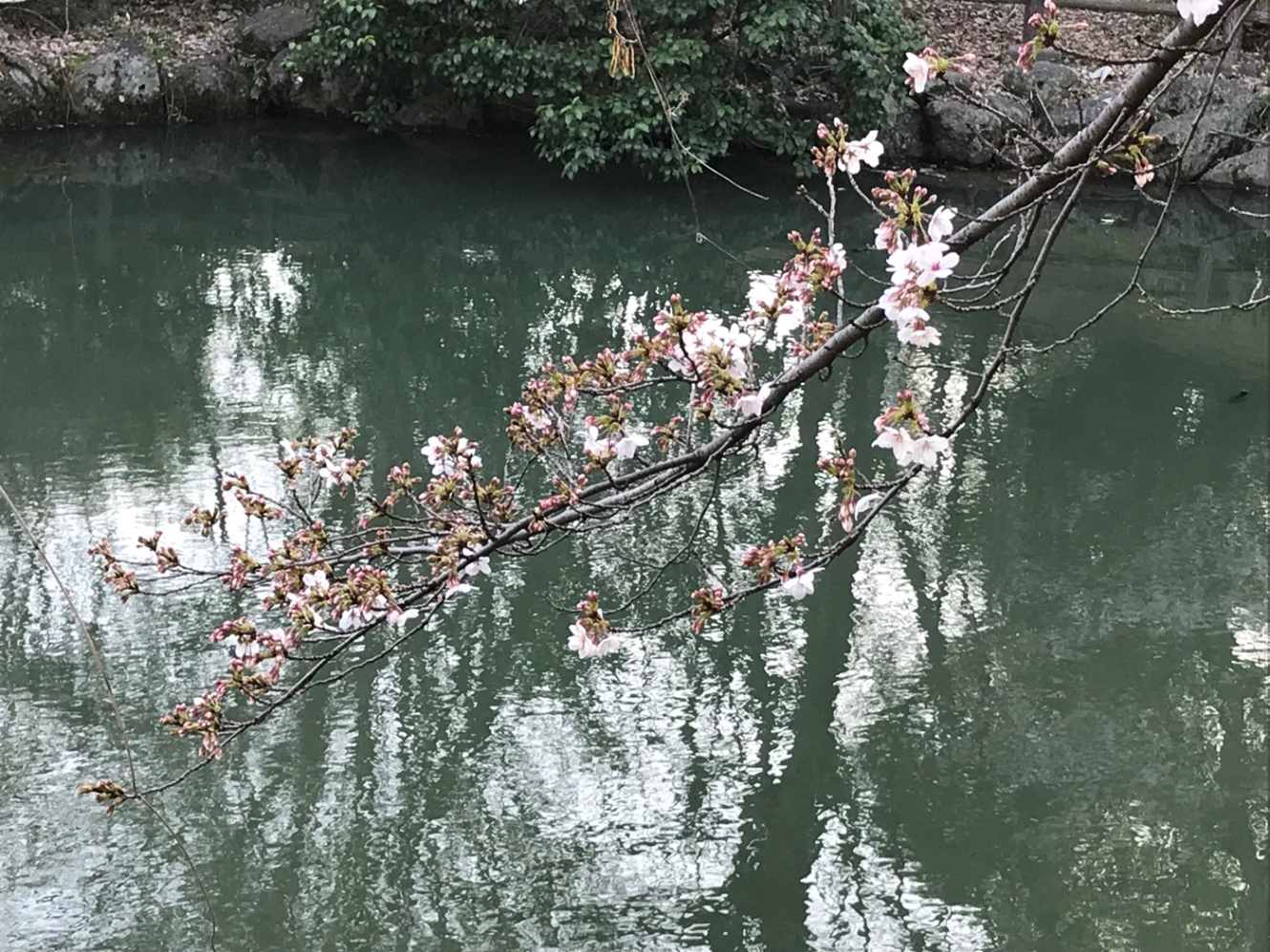 池のほとり　三分咲きの桜の枝