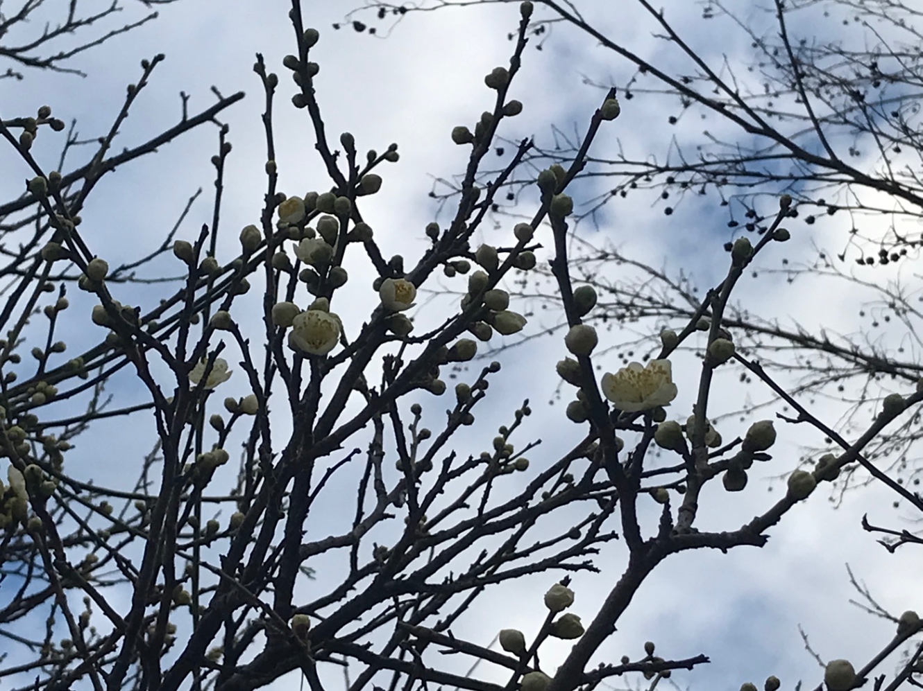 梅の花　蕾の方が多い