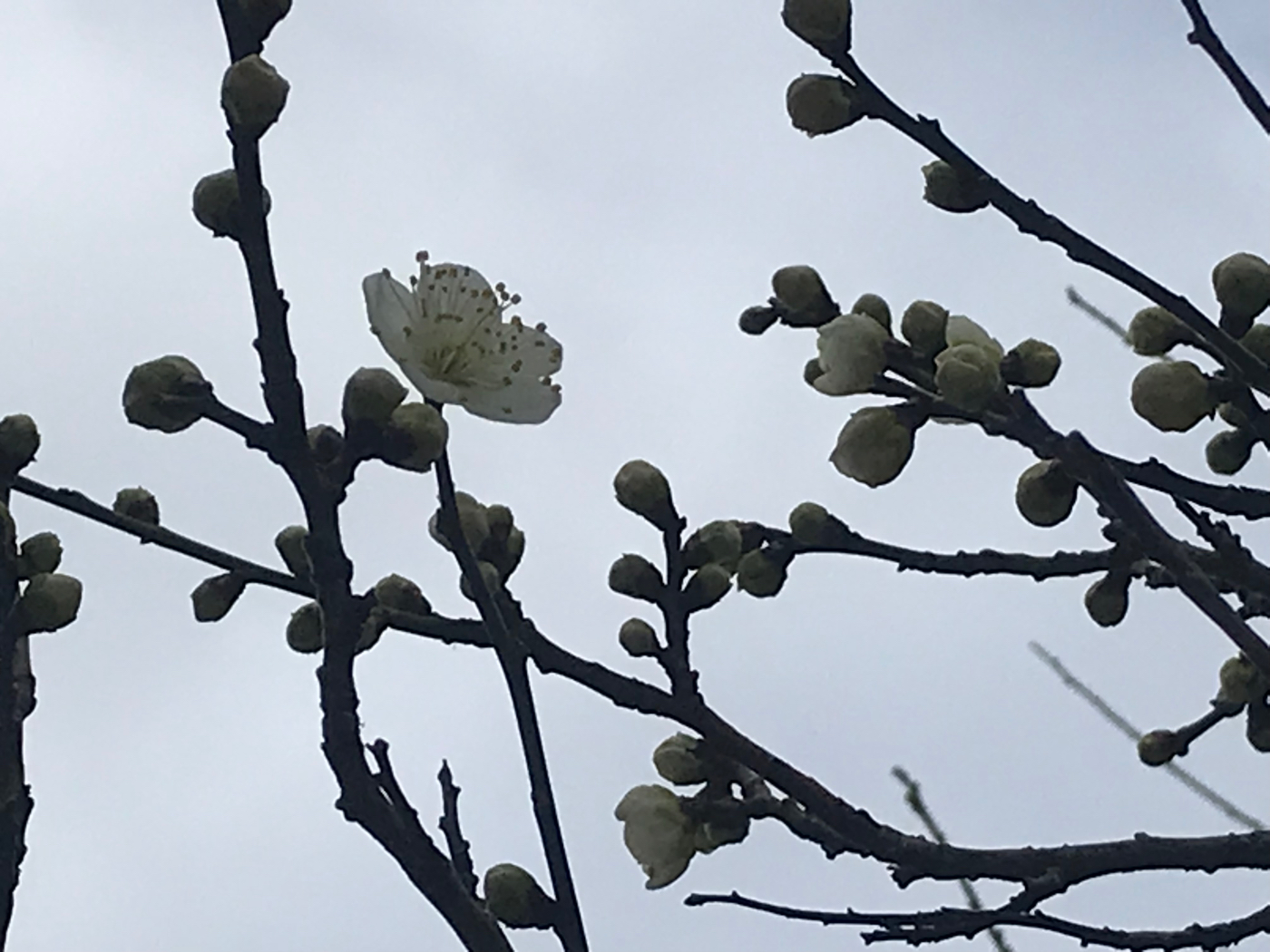 梅の花　まだ蕾の方が多い