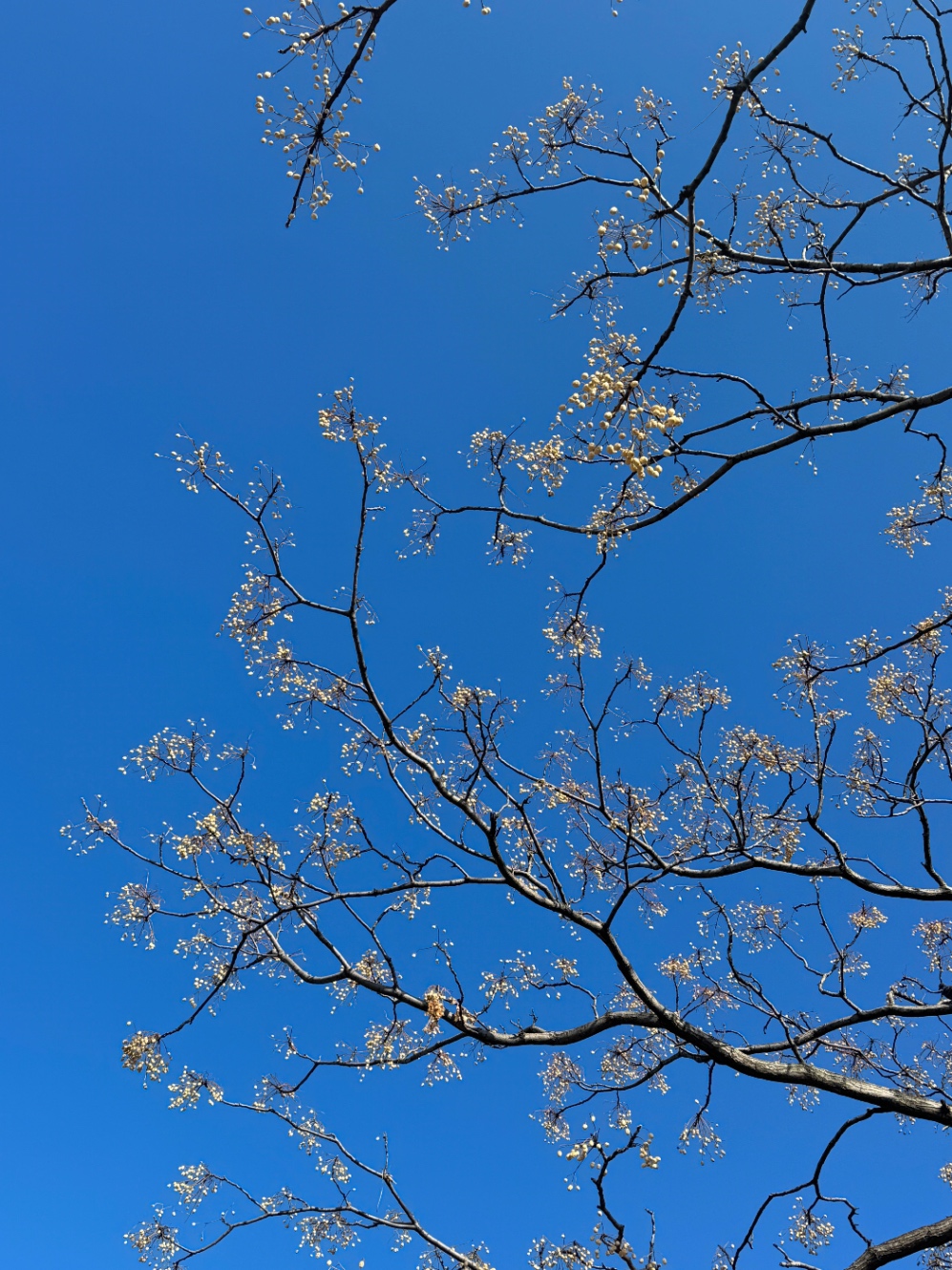 公園の木を見上げて撮影した写真。青空に木の枝、枝の先端に白い実のようなものが付いている。木の名前は不明。