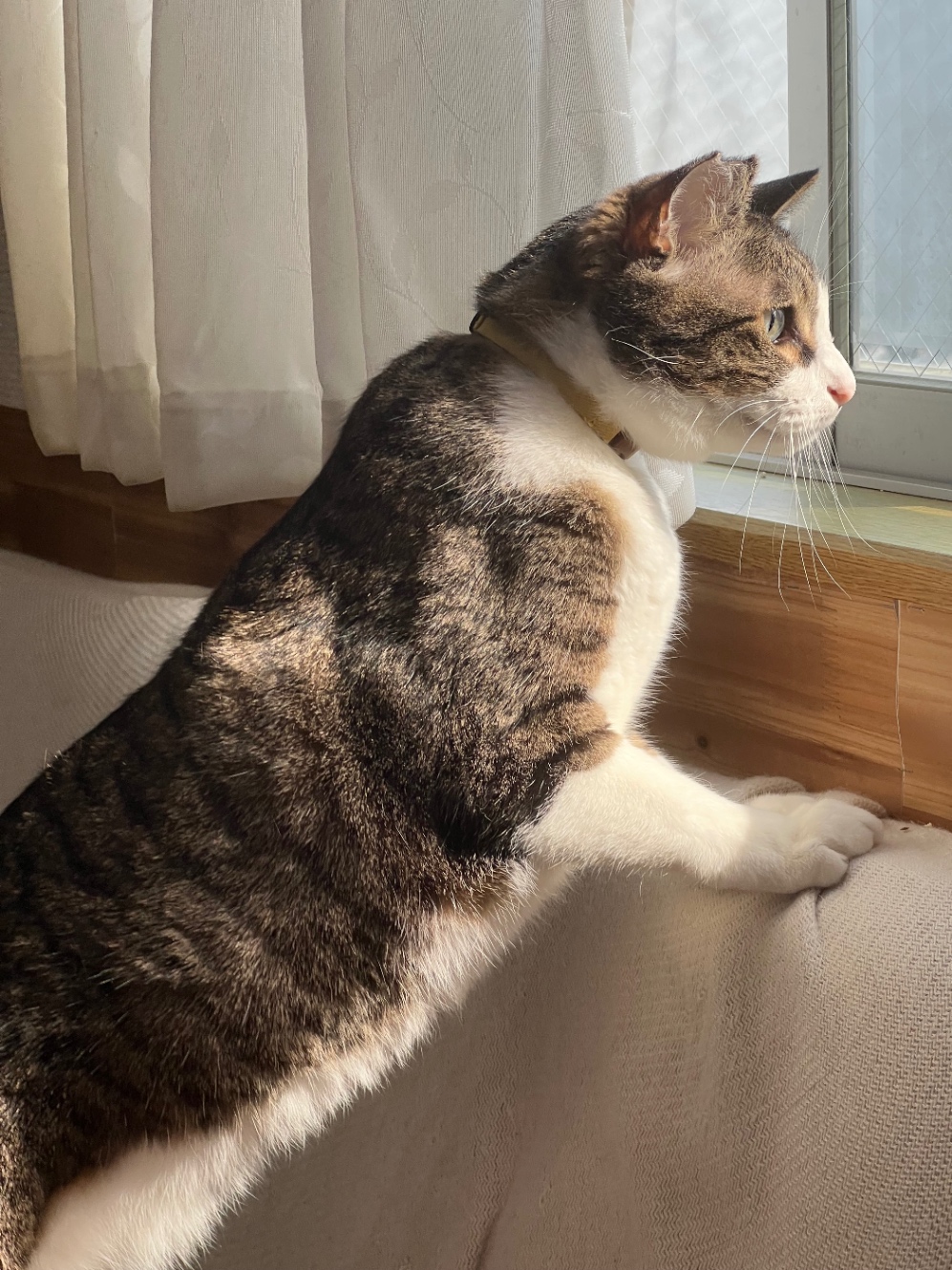 窓に手をかけて立ち上がるねこ
