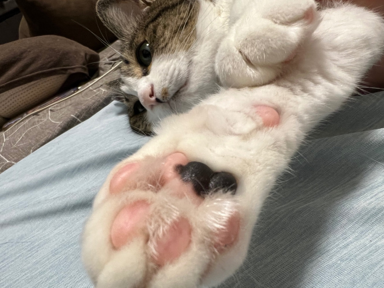 猫の肉球のアップ