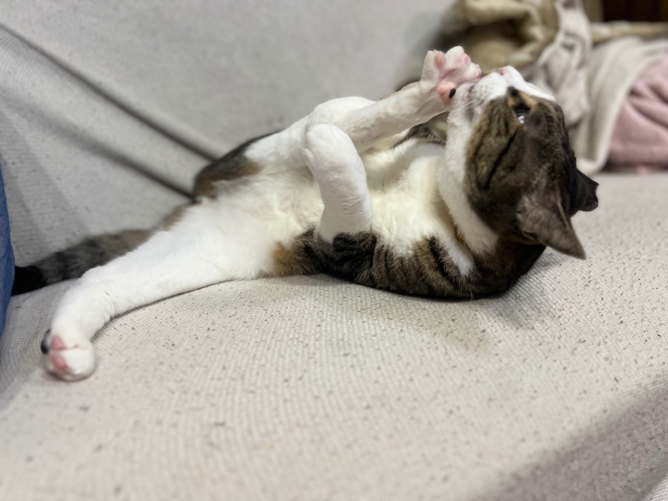 仰向けで後ろ足を高くあげて舐めてるねこ