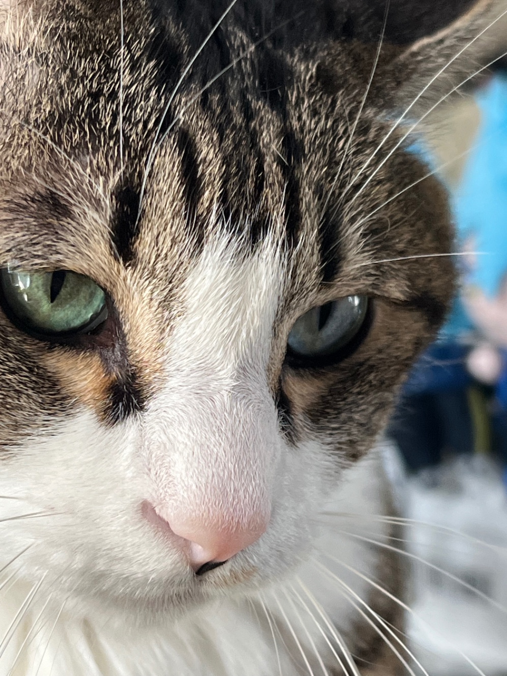 猫の顔のアップ。