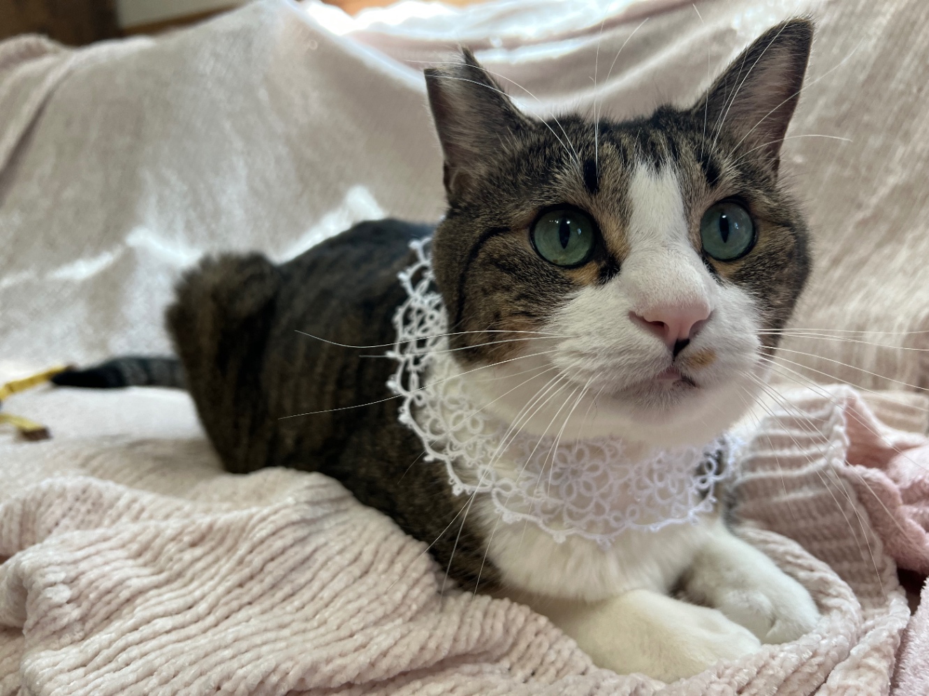 レースの襟をつけた猫の写真