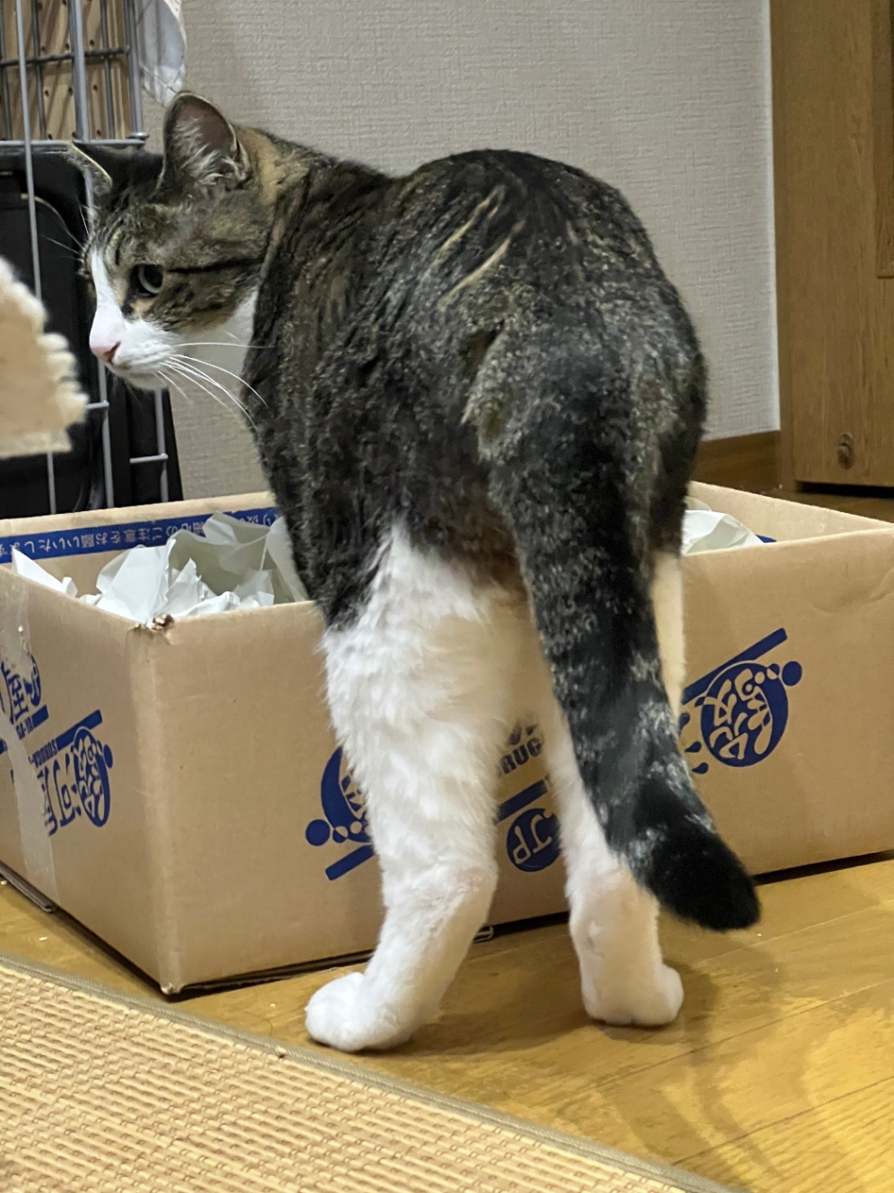 段ボールに前足つっこんでる猫