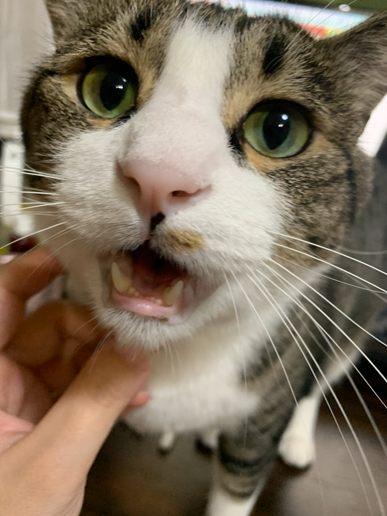 喋るために口を開けている猫