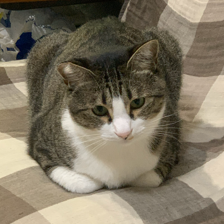 一斤のパンみたいな形になった猫