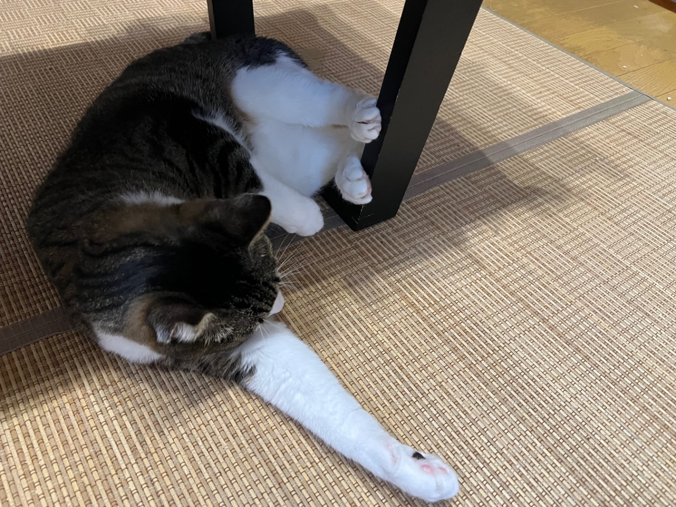 後ろ足を机の足にかけて鳥みたいになってるねこ