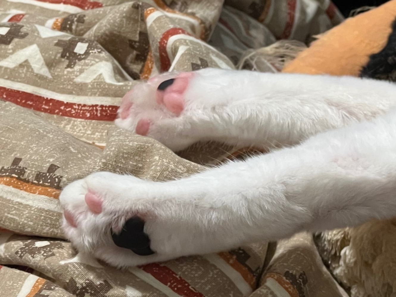 猫の肉球(後ろ足)のアップ