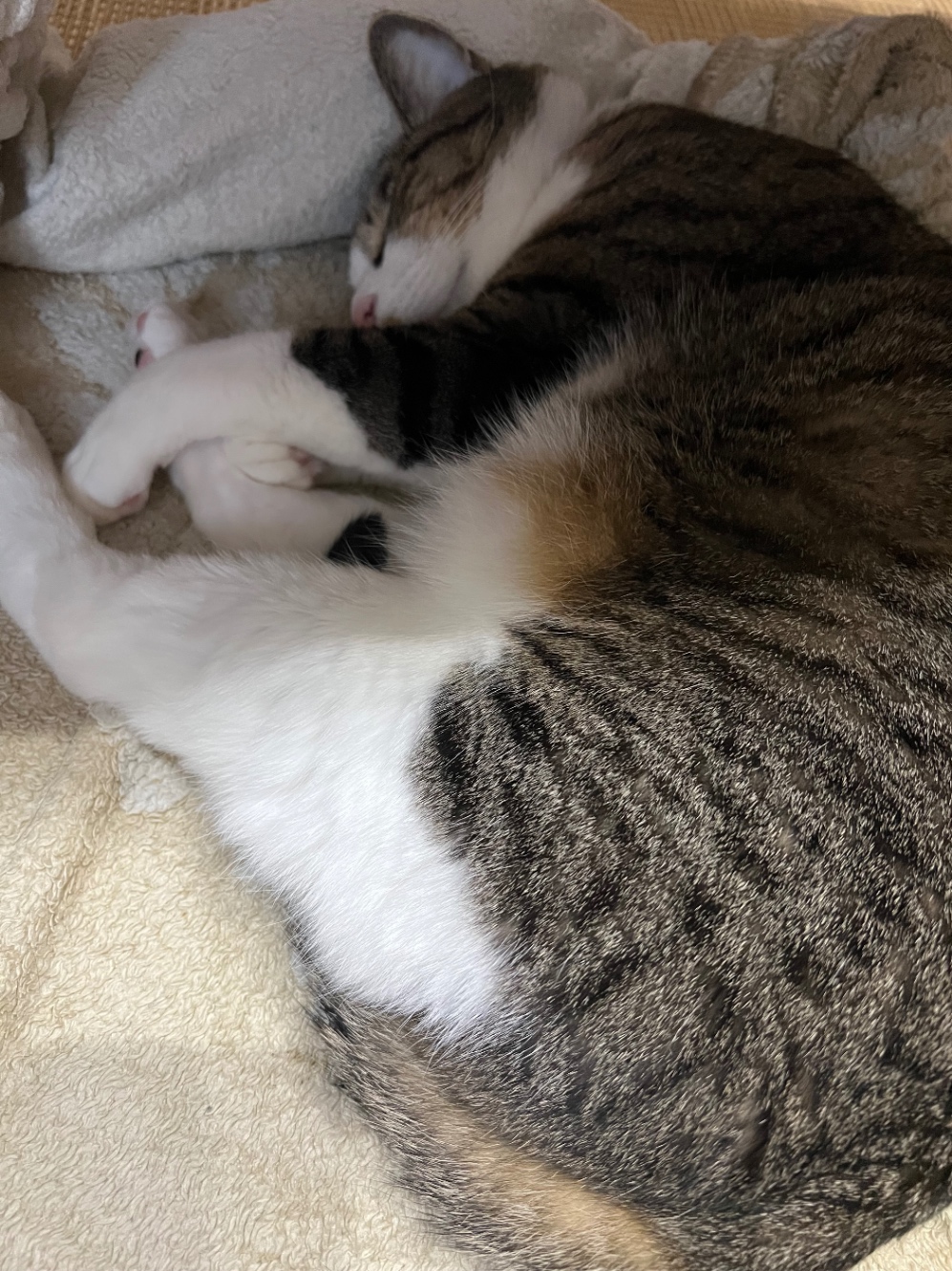 まるまって尻だけ陽に当たるねこ