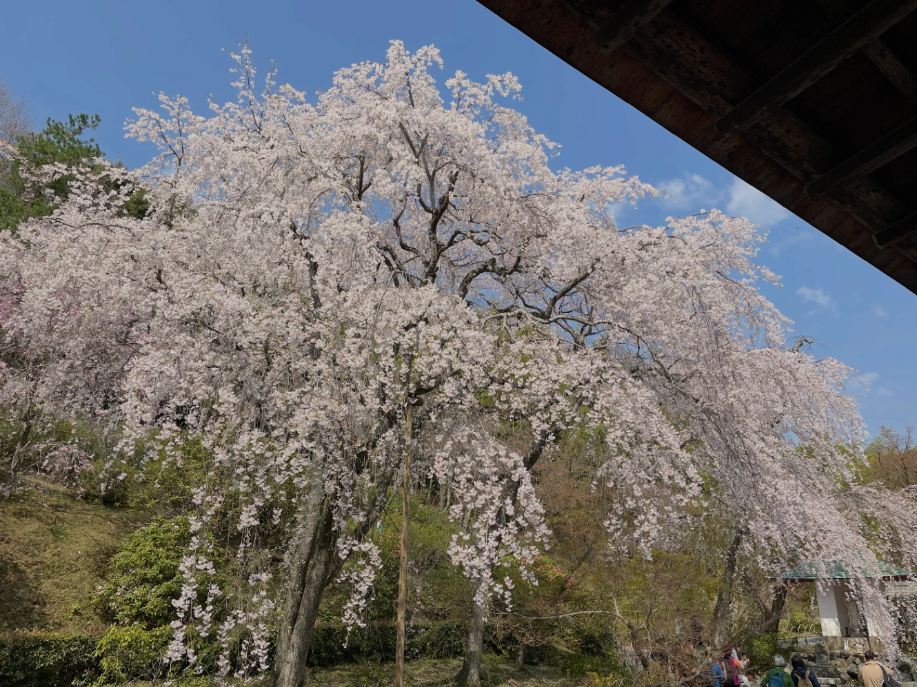 天龍寺の枝垂れ桜