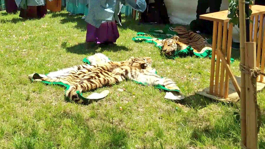 相模国府祭、神揃山祭事の座問答にて、虎の皮がふたつ並んでいる。