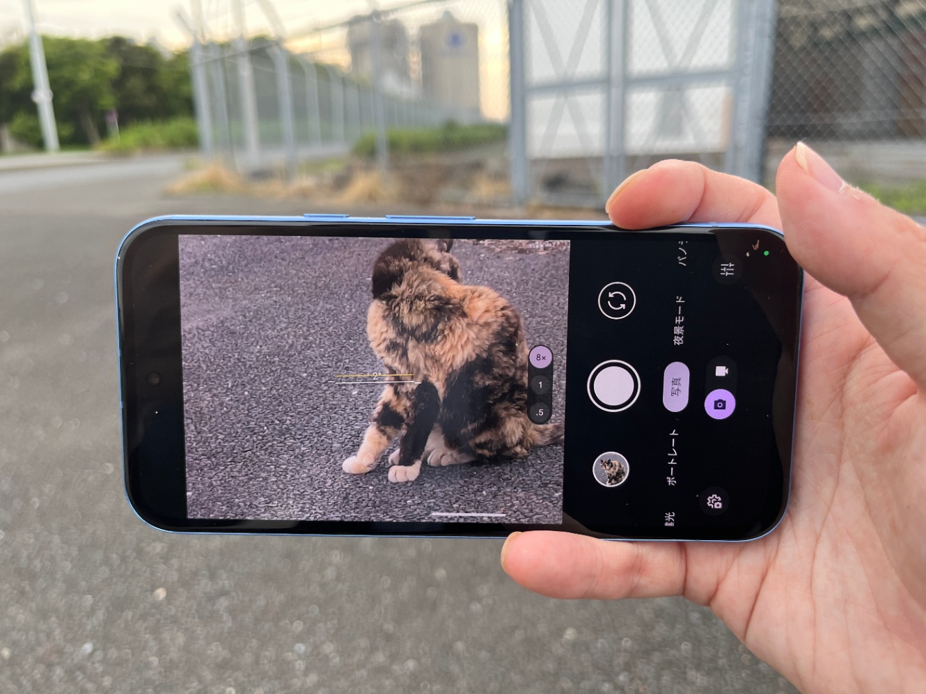 スマホで猫を撮影している光景