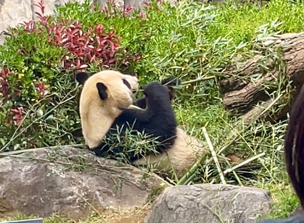 笹を食べてるパンダ