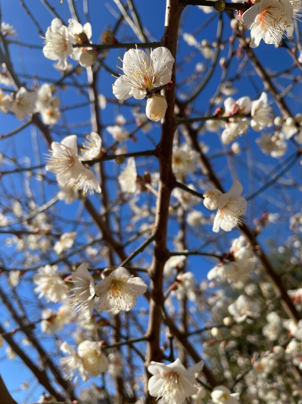 梅の花