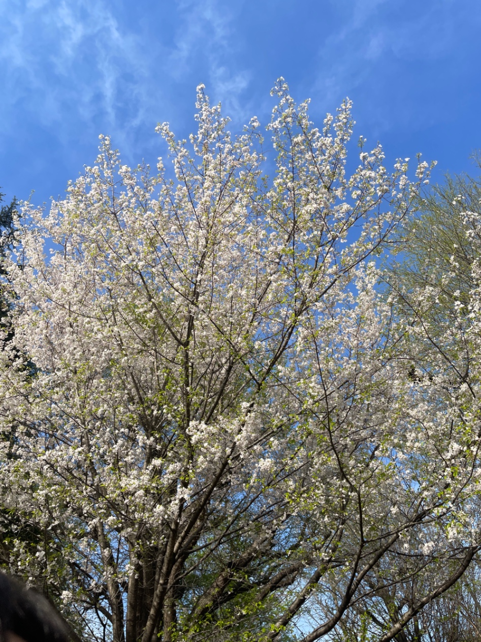 大きな桜の木