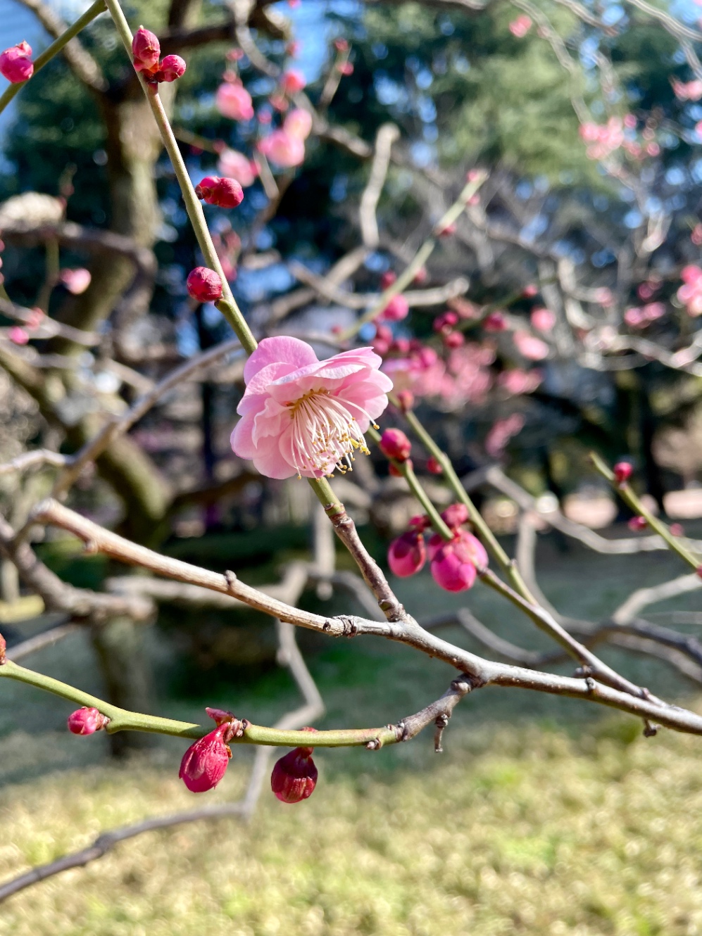 梅の花