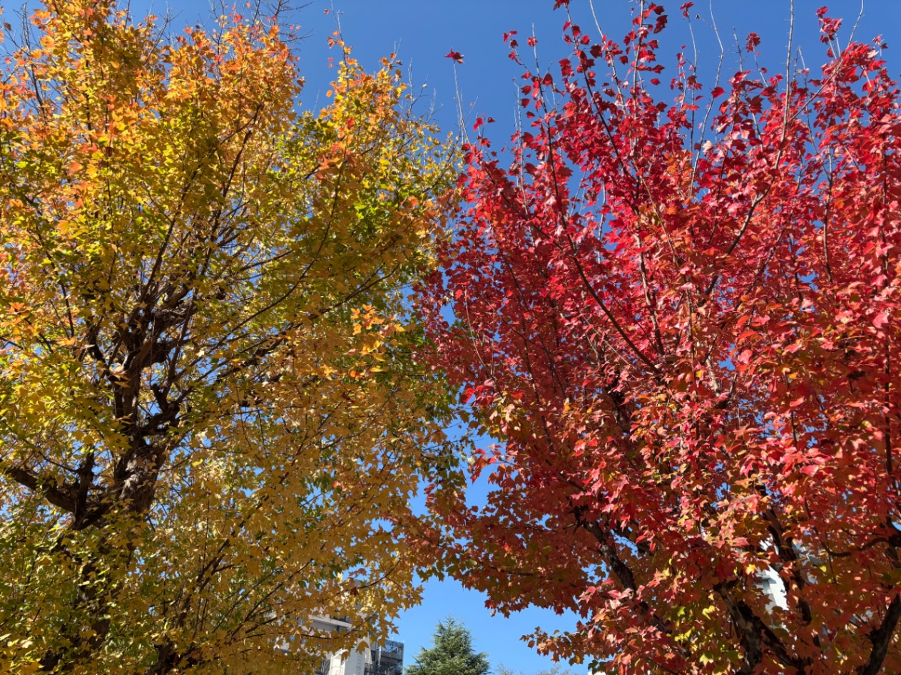 黄色い葉っぱの木と赤い葉っぱの木が並んでるのを写した写真