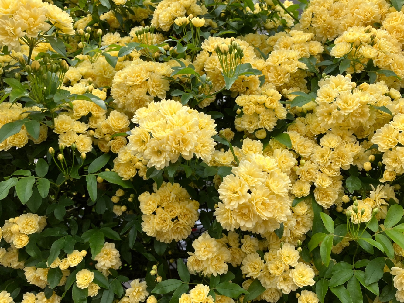 満開の木香薔薇の写真。黄色くてモリモリ咲いている